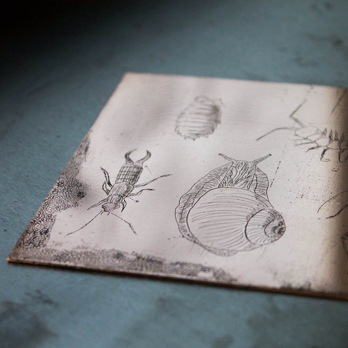 Experimental gravure printing – Copperplate with an engraved  crackled structure and insects